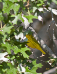 Yellow Warbler